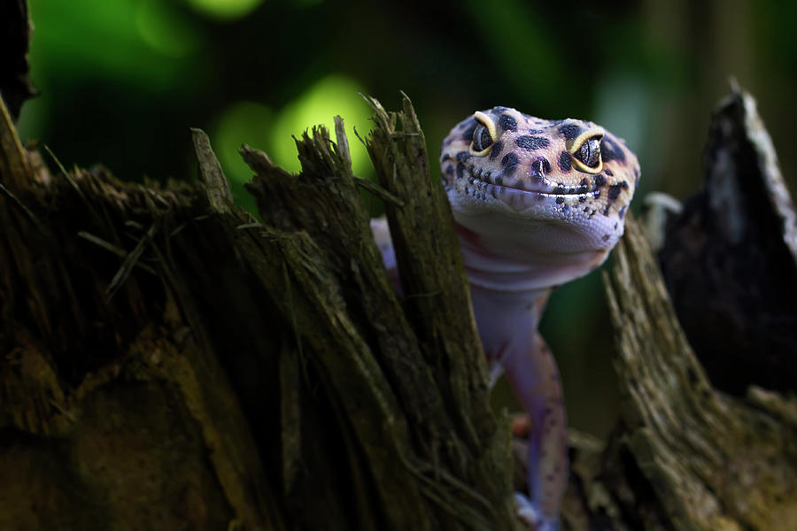 Animal Photograph - Cute Smile by Fauzan Maududdin