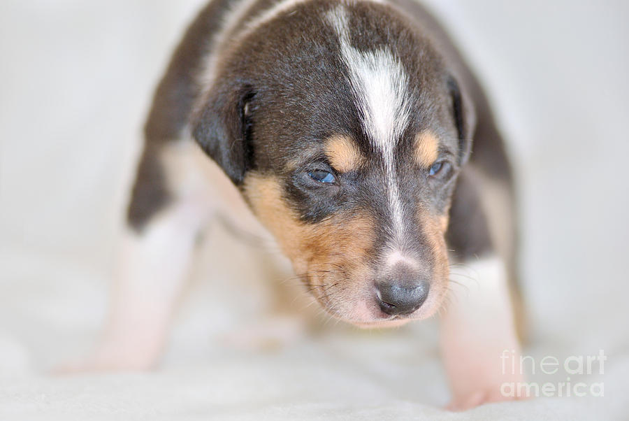 Cute Smooth Collie Puppy Photograph
