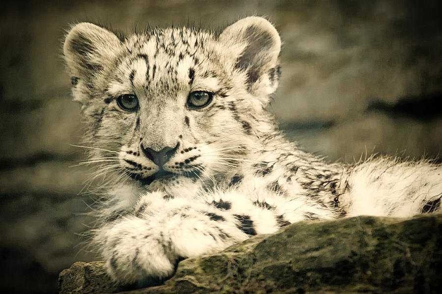 Leopard Photograph - Cute Snow Cub by Chris Boulton