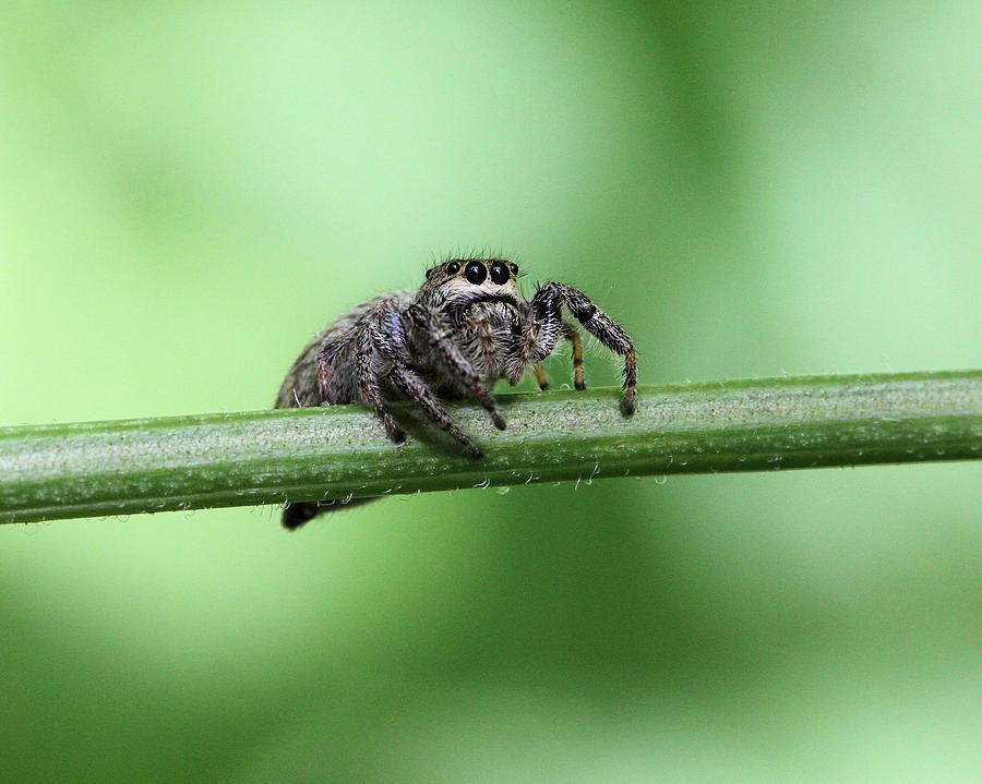 Cute Spider Photograph by Doris Potter