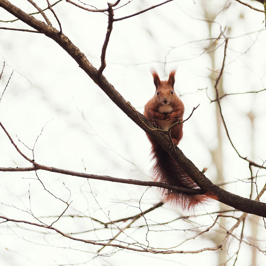 Cute Squirrel Eating A Nut On A Branch Photograph by Rocky89