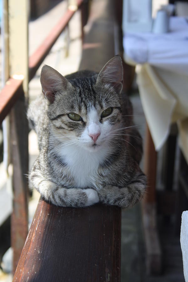Animal Photograph - Cute Tabby Cat Sitting On The Fence by Taiche Acrylic Art
