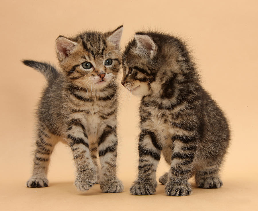 tabby cat kittens
