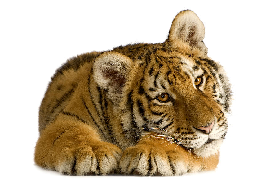 Cute Tiger Isolated On White Background Photograph by Wanlop Sonngam - Fine  Art America