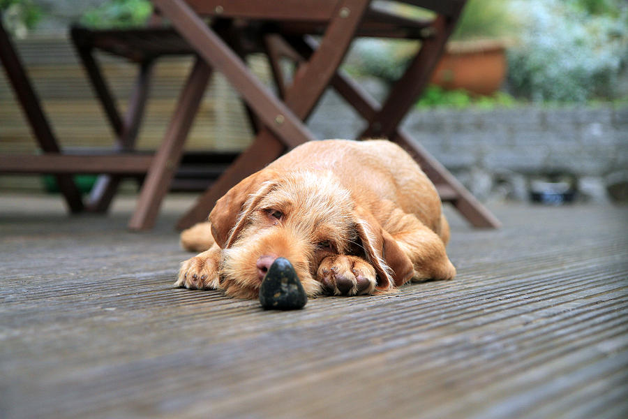 are vizsla puppies lazy