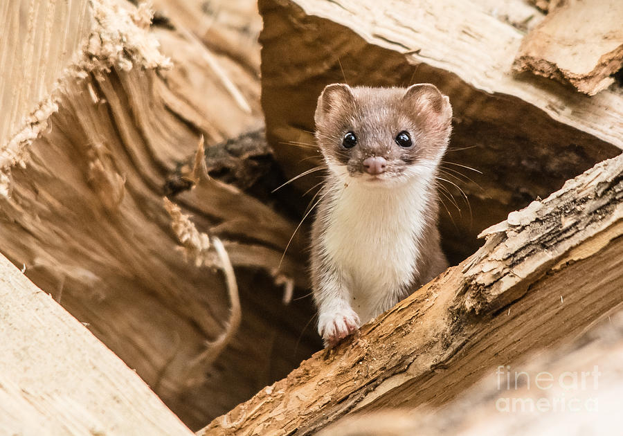 Cute Weasel Photograph by Cheryl Baxter
