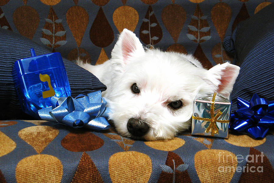 Cute Westie with Chanukah Gifts Photograph by Debra Orlean - Fine Art ...