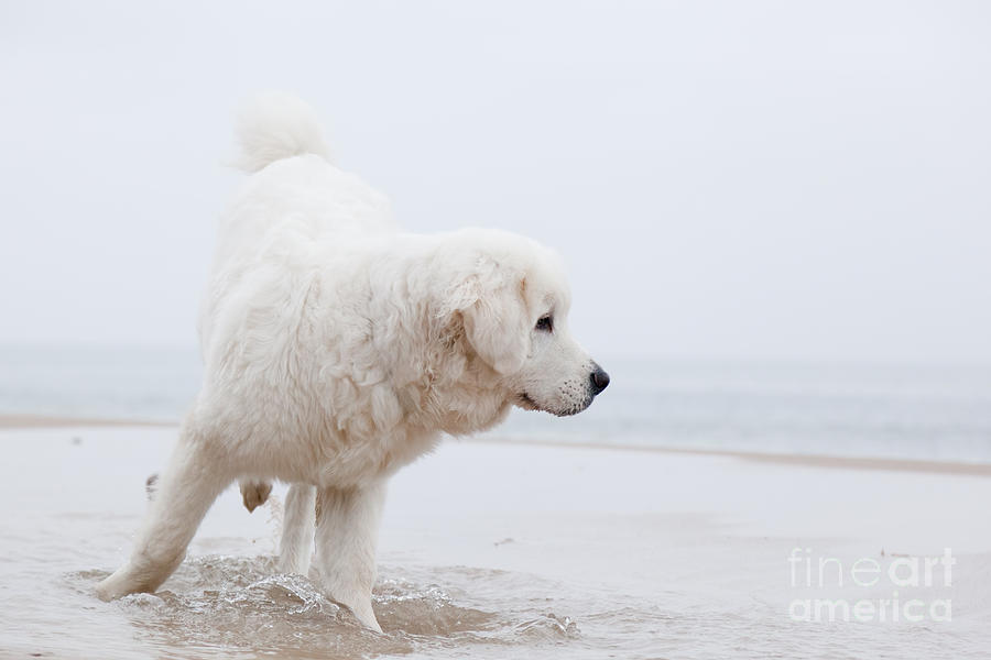 Winter Photograph - Cute white dog playing on the beach by Michal Bednarek