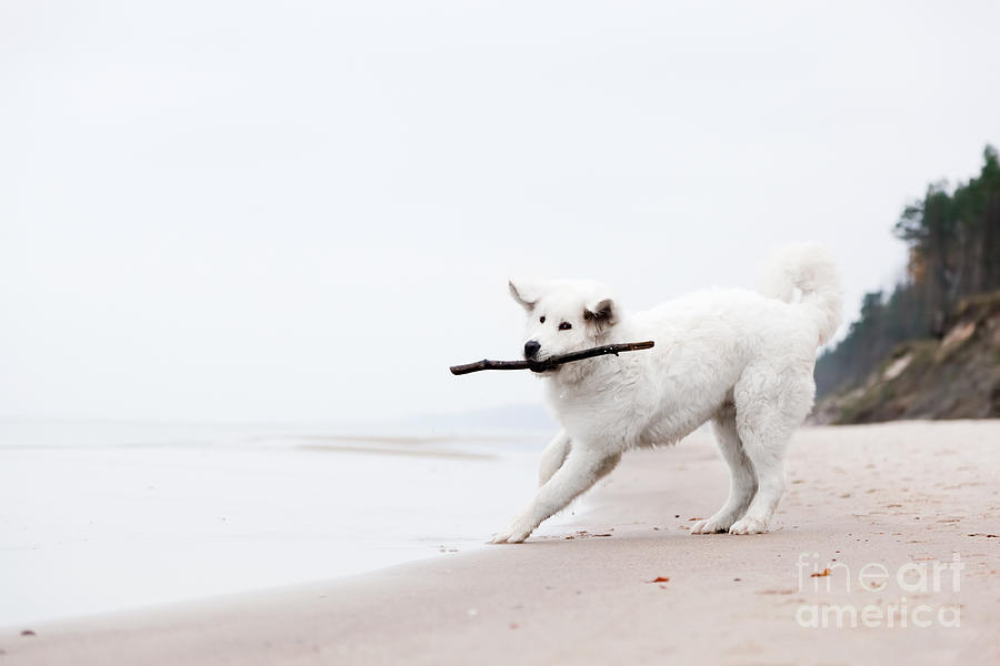 Winter Photograph - Cute white dog playing with stick on the beacholish Tatra Sheepdog by Michal Bednarek