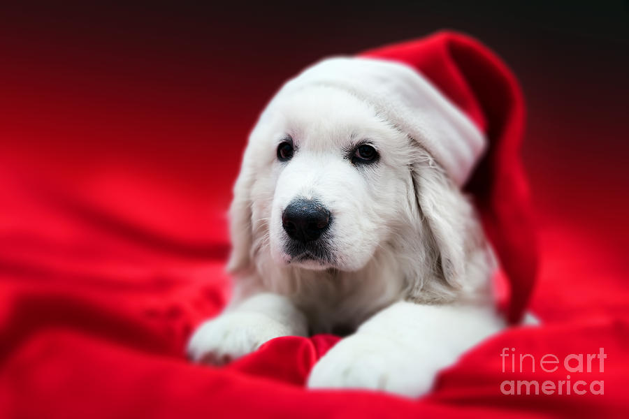 Cute white puppy dog in Chrstimas hat lying in red satin Photograph by Michal Bednarek