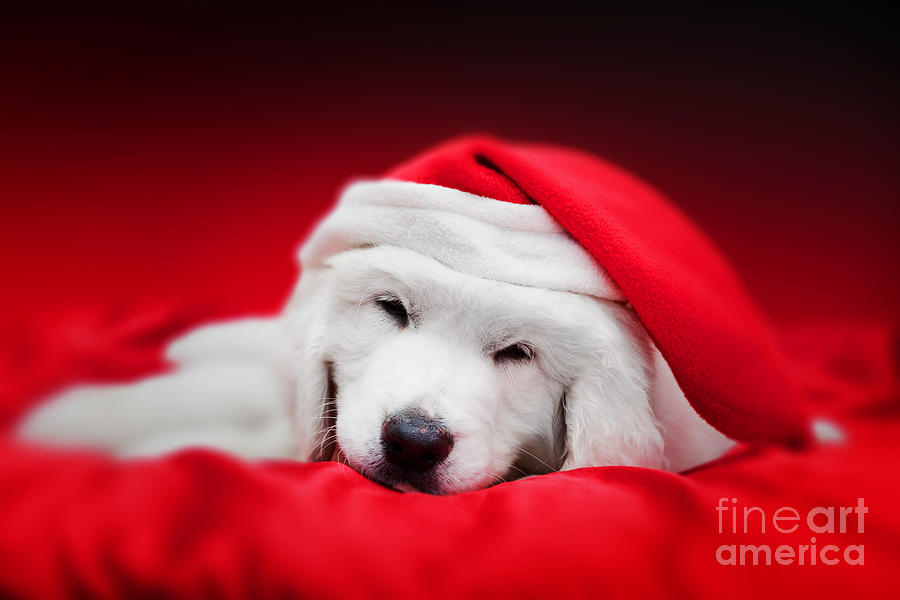 Cute white puppy dog in Chrstimas hat sleeping in red satin Photograph by Michal Bednarek
