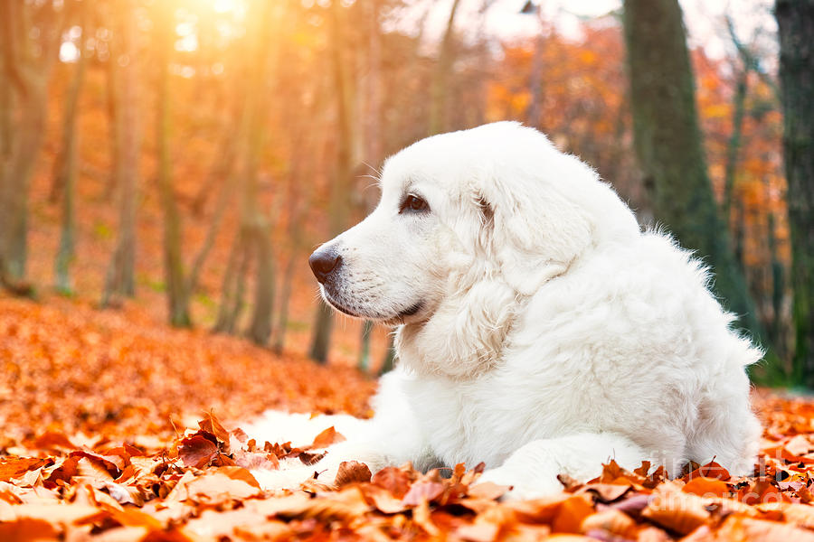 Fall Photograph - Cute white puppy dog lying in leaves in autumn fall forest by Michal Bednarek
