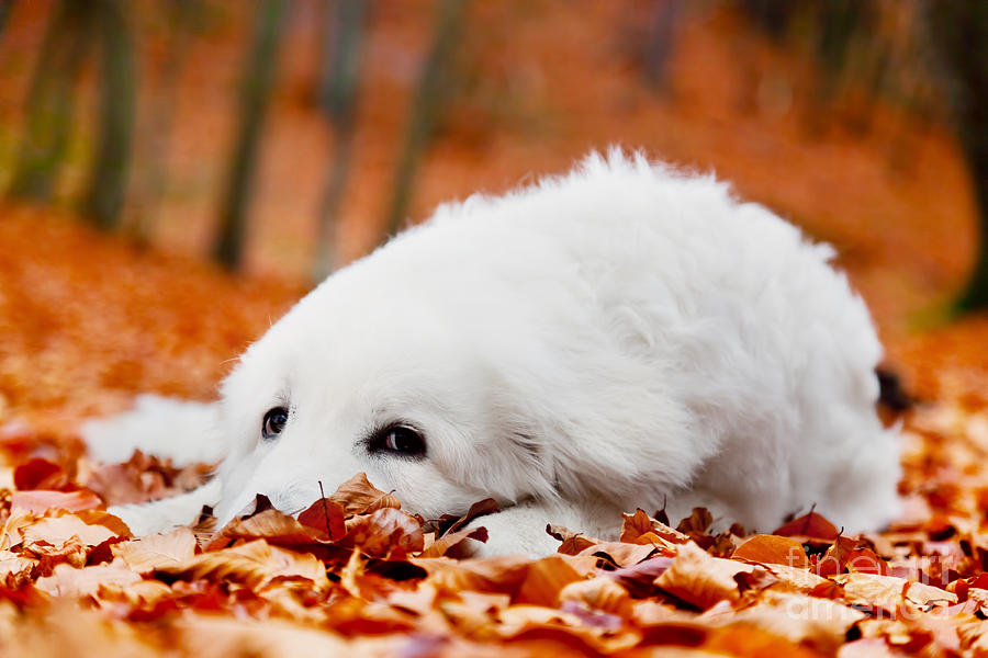 Fall Photograph - Cute white puppy dog lying in leaves in autumn forest by Michal Bednarek