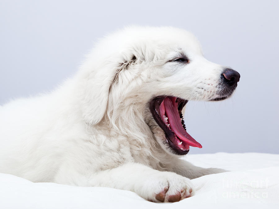 Cute white puppy dog lying on bed and yawning Photograph by Michal Bednarek
