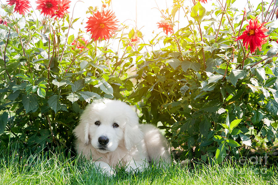 Cute white puppy dog lying on grass in flowers Photograph by Michal Bednarek