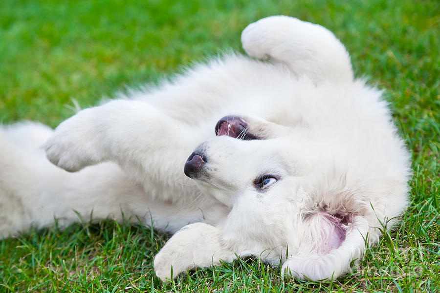 Puppy Photograph - Cute White Puppy Dog Playing On Grass by Michal Bednarek Puppy Photograph - Cute White Puppy Dog Playing On Grass by Michal Bednarek