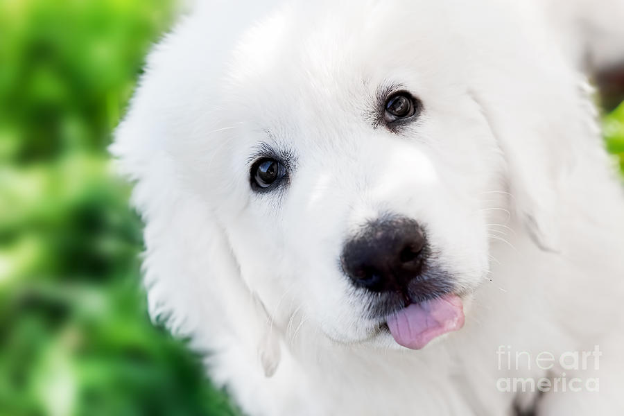 Cute white puppy dog portrait Photograph by Michal Bednarek - Fine Art