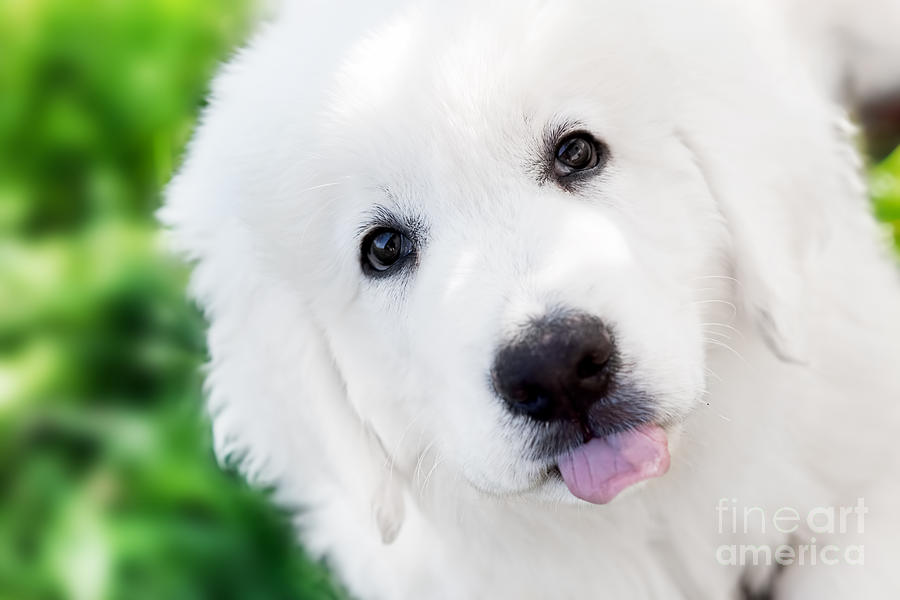 Cute white puppy dog portrait Photograph by Michal Bednarek - Fine Art America