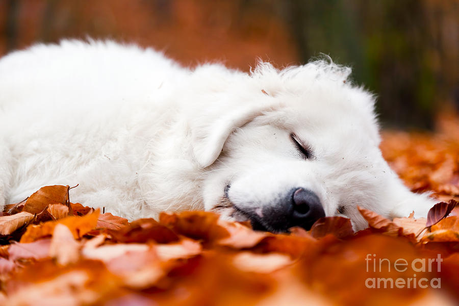 Cute white puppy dog sleeping in leaves in autumn forest Photograph by Michal Bednarek