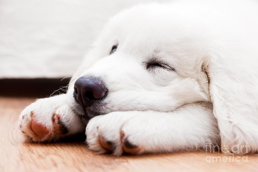 Cute white puppy dog sleeping on wooden floor Photograph by Michal Bednarek
