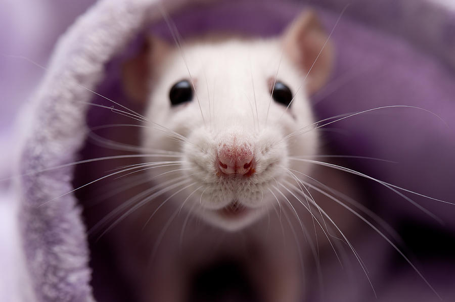 Cute white rat Photograph by Chris Scuffins