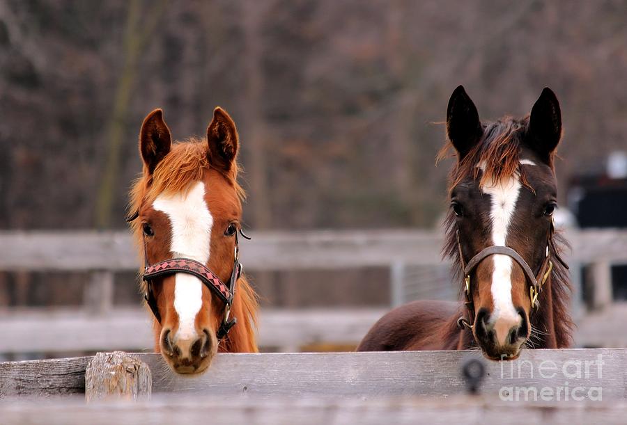Cute Yearlings Photograph by Janice Byer