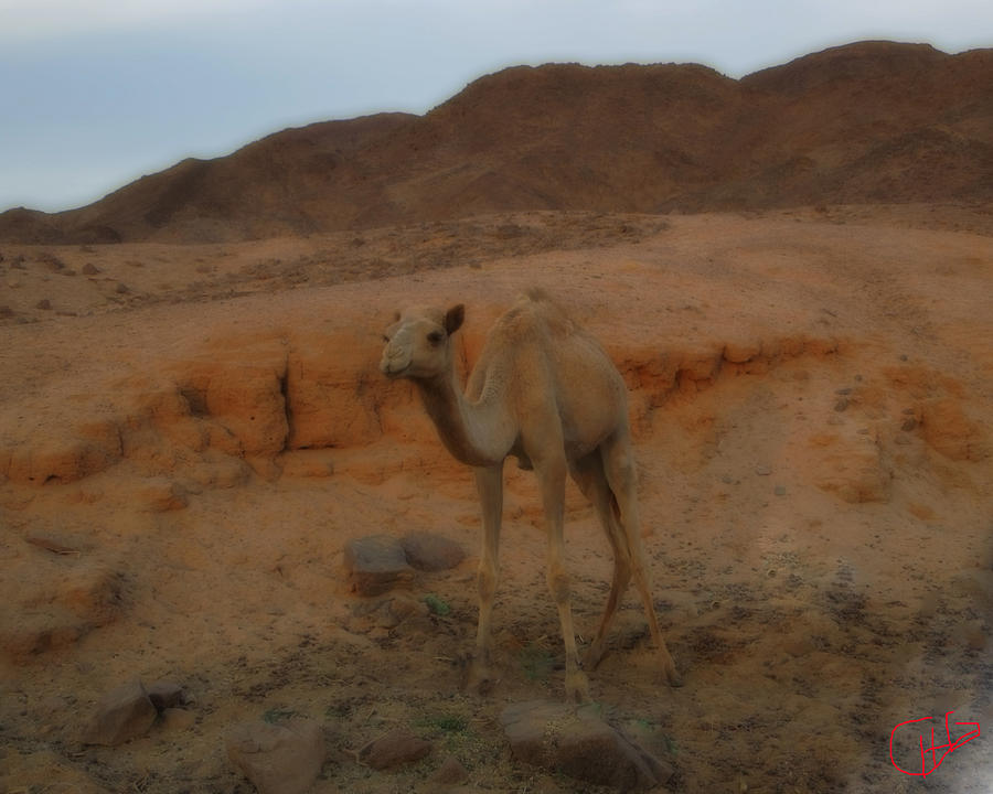 Cute Young Camel Desert Sinai Egypt Photograph by Colette V Hera Guggenheim
