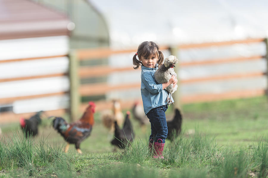 Cute young ethnic girl walks around family farm carrying a live chicken Photograph by FatCamera