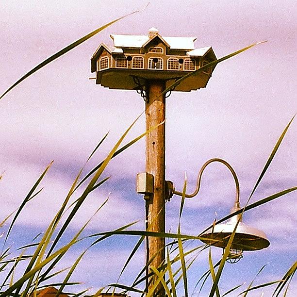 Bluemountain Photograph - Cutest Bird House #birdhouse by Melissa Brown