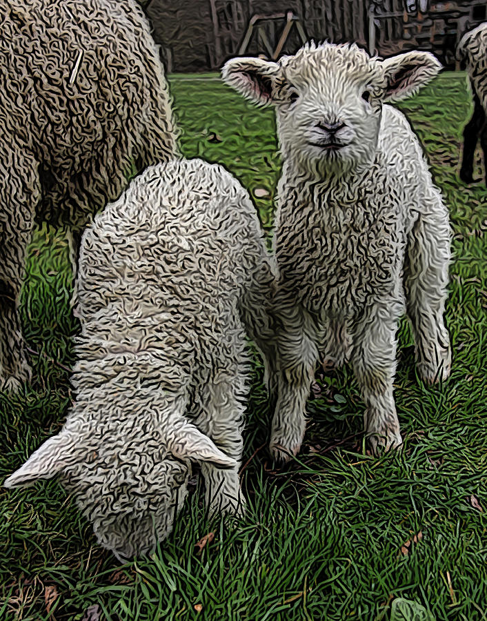 Sheep Digital Art - Cutest Lamb Ever by Jen  Brooks Art