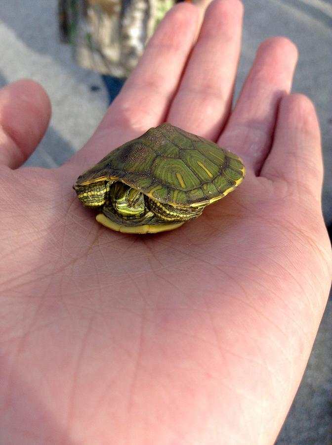 Cutest Turtle Ever Photograph by Jonathan Roldan