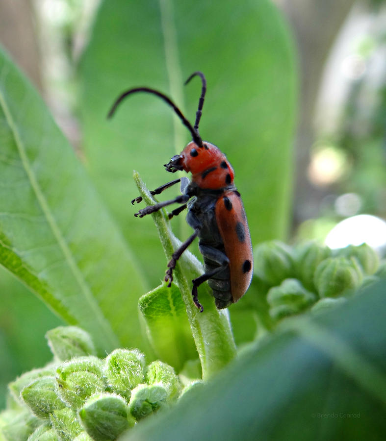 Cutie Bug Photograph by Dark Whimsy