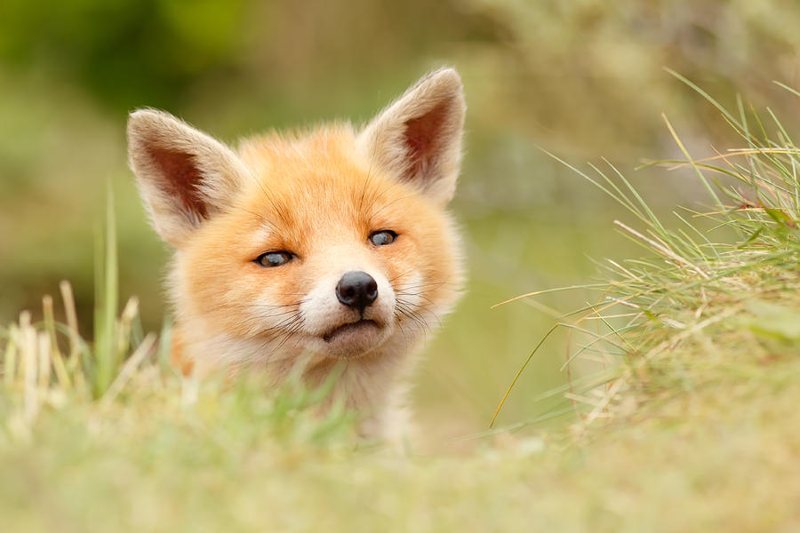 Spring Photograph - Cutie Face _Red Fox Kit by Roeselien Raimond