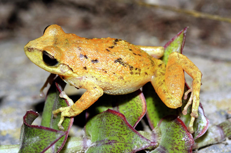 Wildlife Photograph - Cutin De Quito Frog by Dr Morley Read/science Photo Library