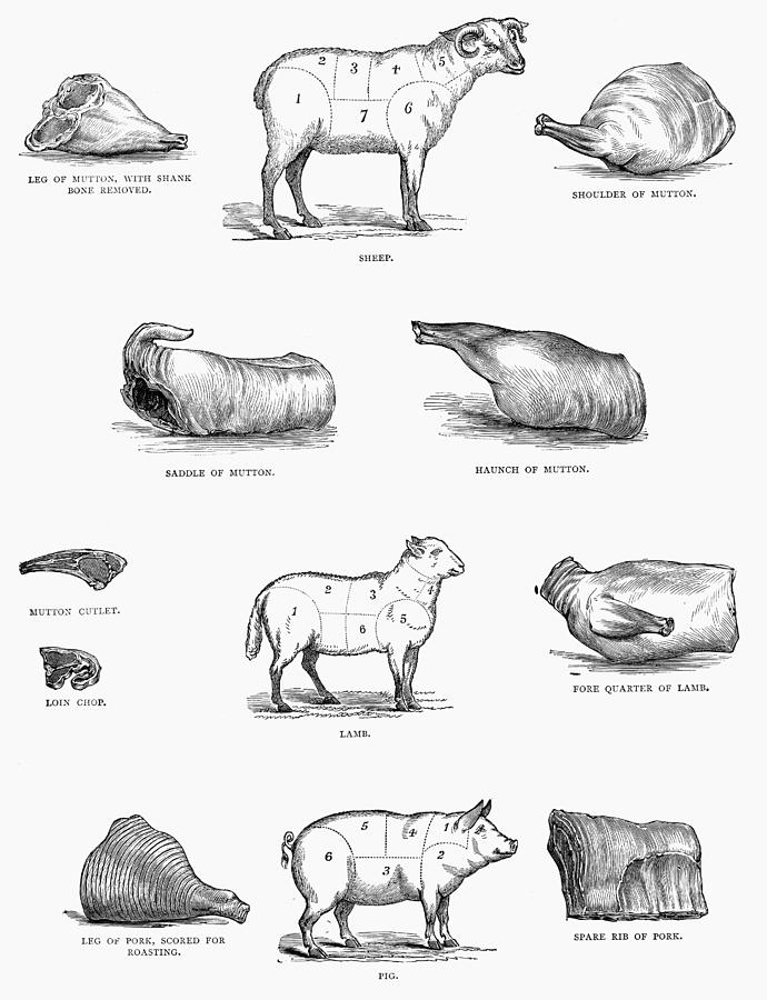 Cuts Of Meat Photograph by Granger