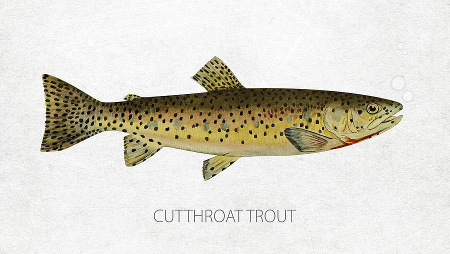 Salmon Digital Art - Cutthroat trout by Aged Pixel
