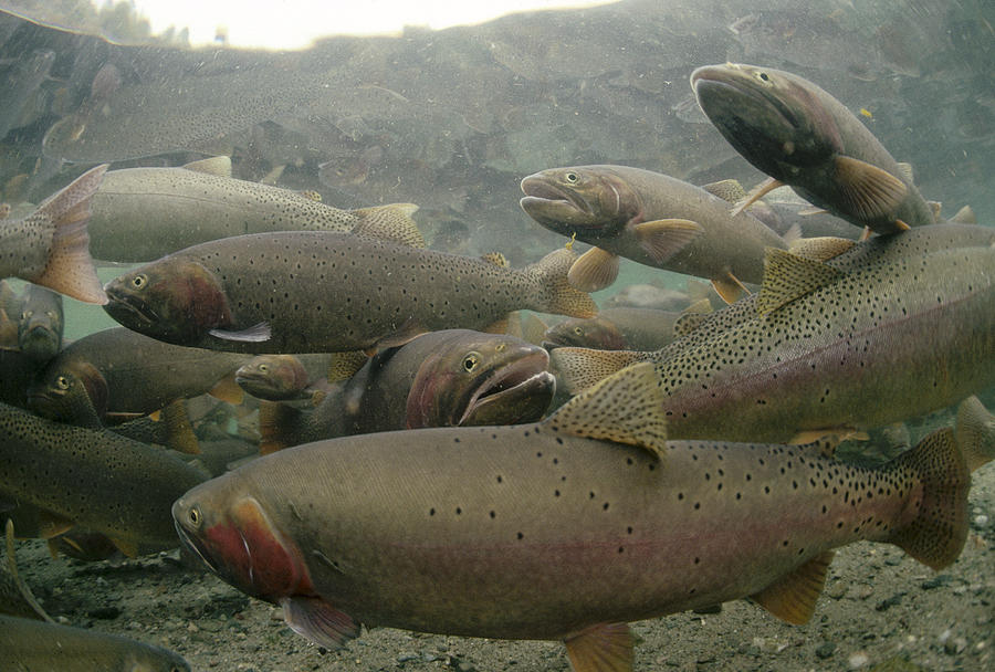 Cutthroat Trout In Henrys Lake Idaho Photograph by Michael Quinton