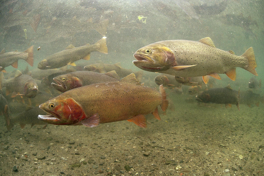 Animal Photograph - Cutthroat Trout In The Spring Idaho by Michael Quinton
