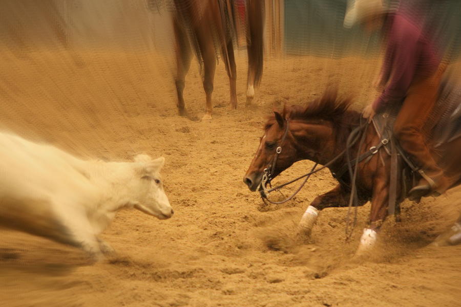 Horse Photograph - Cutting Horse 8 by Lynn Sprowl