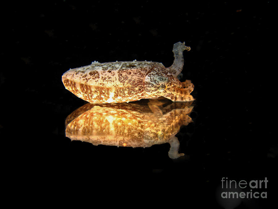 Fish Photograph - Cuttle Fish Reflections by Soren Egeberg