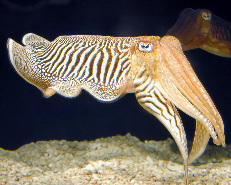 Cuttlefish 1 Photograph by Dawn Eshelman