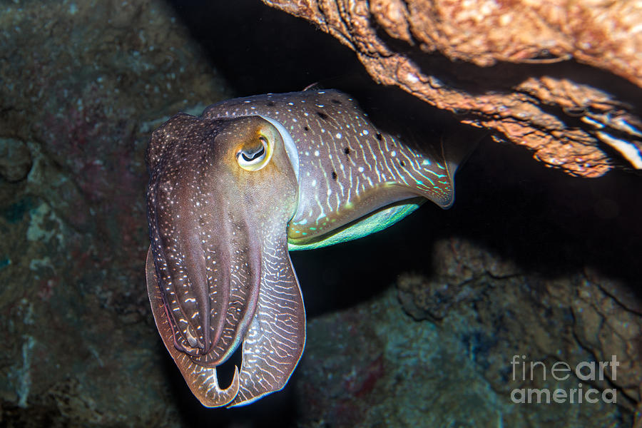 Cuttlefish Photograph by Joerg Lingnau