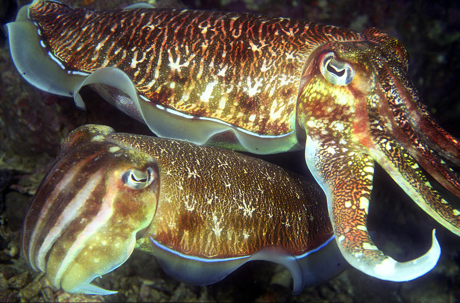 Cuttlefish Mating Photograph by Greg Ochocki