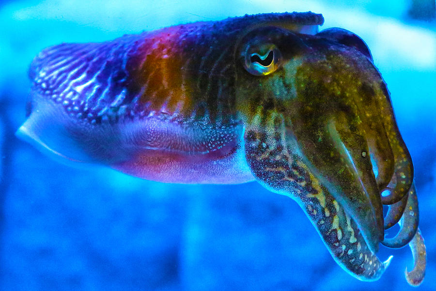 Cuttlefish Photograph by Mitch Cat