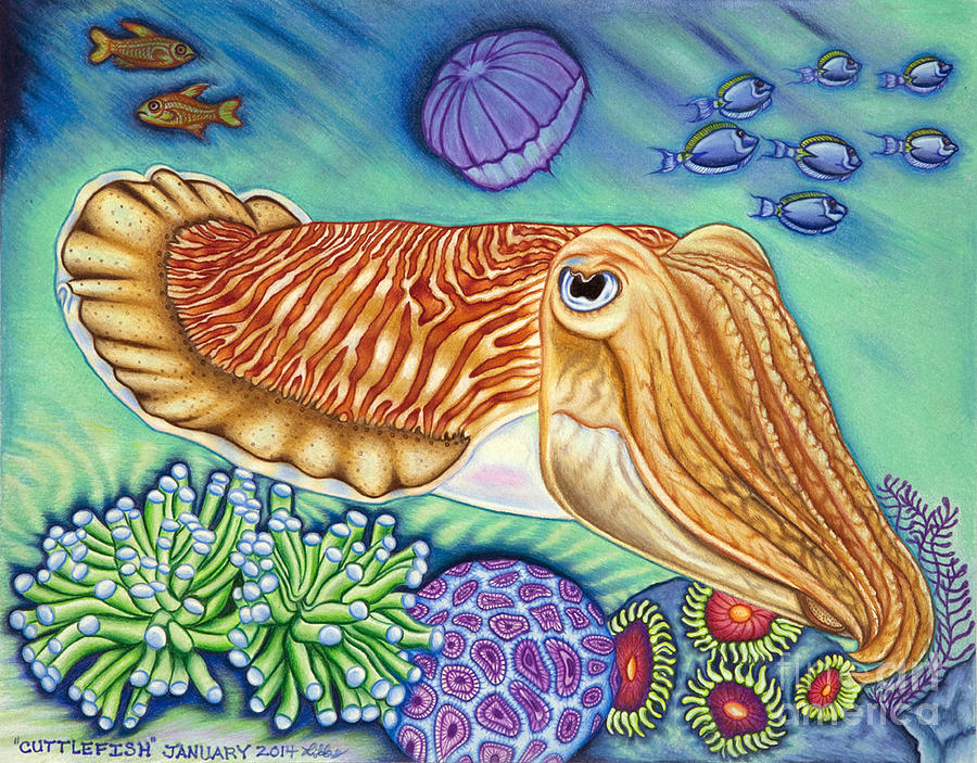 Cuttlefish Drawing by Taryn  Libby