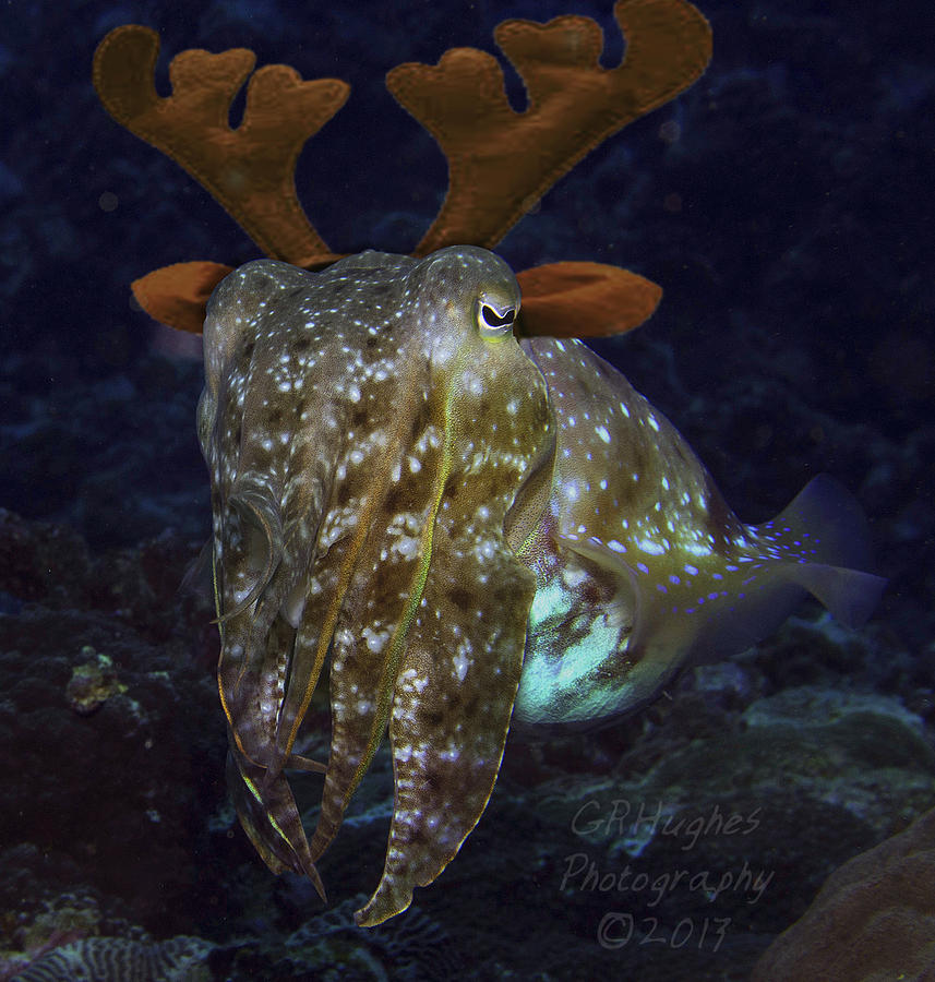 Cuttlefish with Reindeer Hat Photograph by Gary Hughes