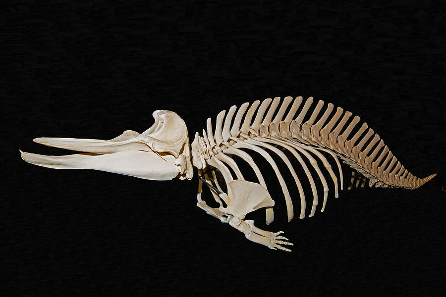 Cuviers Beaked Whale Skeleton Photograph by Millard H. Sharp