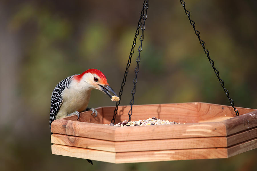 Woodpecker Photograph - CW Feeding by Karol Livote