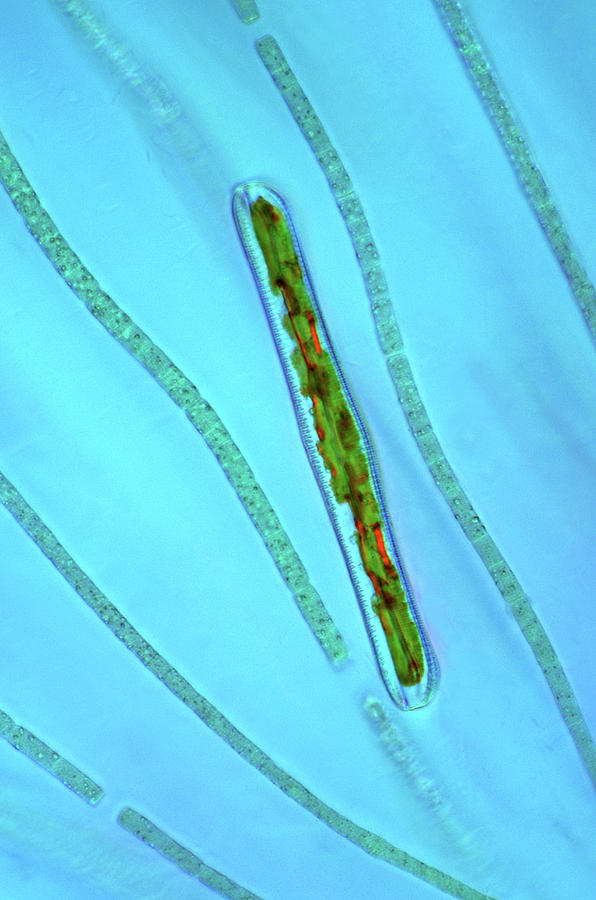 Cyanobacteria And Diatom Photograph by Marek Mis/science Photo Library