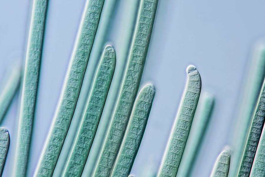 Cyanobacteria Filaments Photograph by Gerd Guenther
